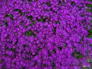 Et qui a dit que le printemps n'était pas arrivé !